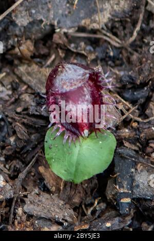 Corybas fimbriatus, gefranste Helm-Orchidee Stockfoto