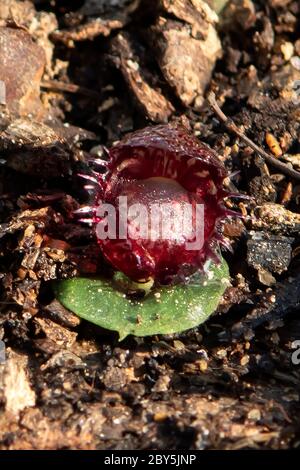 Corybas fimbriatus, gefranste Helm-Orchidee Stockfoto