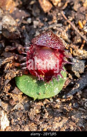 Corybas fimbriatus, gefranste Helm-Orchidee Stockfoto