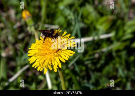 Hummel auf Löwenzahn Stockfoto