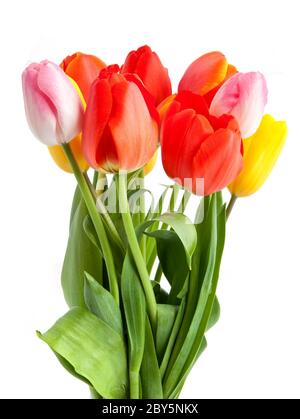 Reihe von Tulpen Stockfoto