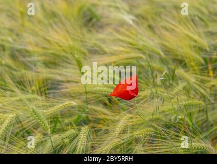 Eine einzige rote Mohnblume in einem Feld von grünen Ähren Weizen an einem sonnigen Tag Stockfoto