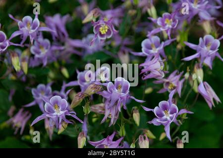 Schöne Gartenblume im Sommer. Aquilegia blau, rosa, lila Knospe. Wird auch Adler oder ein Einzugsgebiet genannt. Gattung der mehrjährigen krautigen Pflanzen Stockfoto