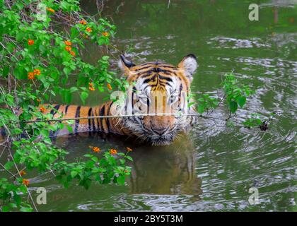 Tiger im Dschungel nach dem Essen ruhen, mit aggressivem Gesicht. Stockfoto