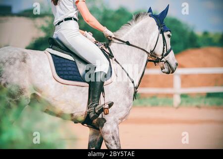 Die Reitausflüge im Sattel auf einem schnellen grauen, gedappelten Pferd, das im Sommer im Fahrerlager galoppiert. Stockfoto