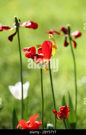 rote Tulpe Stockfoto