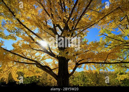 Blätter von gelben Ginkgo biloba Baum im Herbst mit goldenem Glühen in der Morgensonne Stockfoto