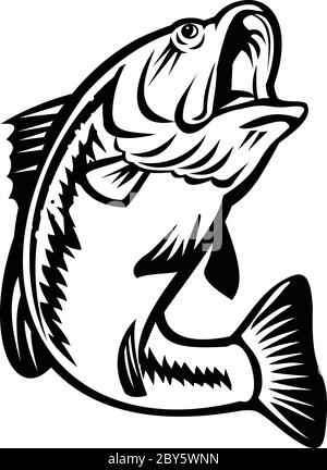 Illustration eines Bucketmouth Bass oder Forellen, Arten von schwarzen Bass und ein fleischfressendes Süßwasser Wildfisch, Schwimmen auf isolierten Hintergrund tun Stock Vektor