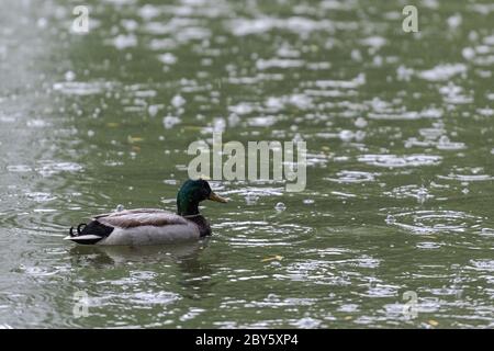 Männliche Stockente schwimmen auf Teich im öffentlichen Park an regnerischen Tag Stockfoto