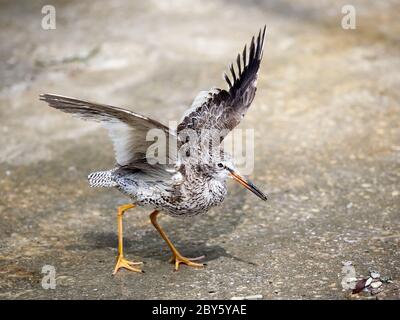 tringa totanus Stockfoto