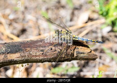 Gemeine Keule (Gomphos vulgatissimus), Ferto-Hansag Nationalpark, Sopron-Balf, Ungarn Stockfoto