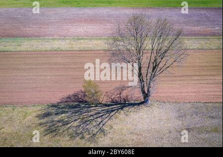 Kleine Birke in einem Schaud o größeren Baum auf einem gepflügten Feld in WeGrow County, Polen Stockfoto