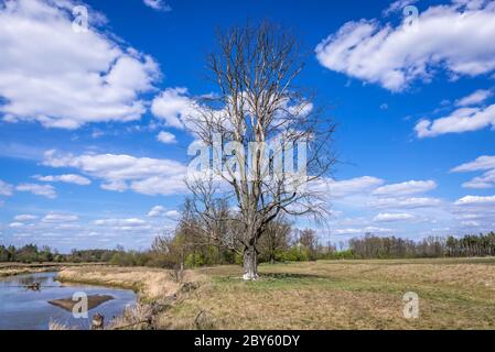 Alte getrocknete Baum am Ufer des Liwiec Flusses in Gmina Lochow in WeGrow County, Polen Stockfoto