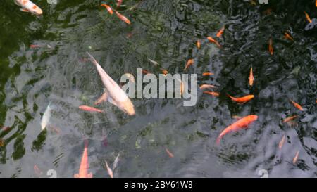 Königskarpfen im Teich. Japanische Koi im Wasser, Blick von oben. Brokat Karpfen im Wasser. Heiliger Fisch. Dekorative domestizierte Fische aus der Amur subspe gezüchtet Stockfoto