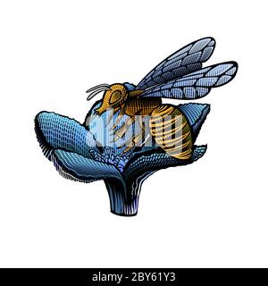 Biene auf Blume im Gravurstil isoliert auf weiß. Farbabbildungeps. Stock Vektor