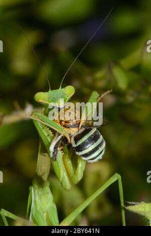 Mantis, die eine Biene mit blauen Beinen essen. Stockfoto