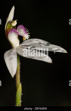 Variable Weiße Finger Orchidee Blume. Stockfoto