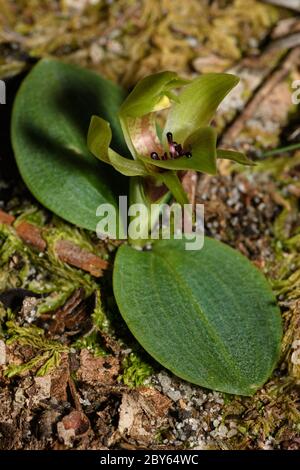 Gewöhnliche Vogelorchidee. Stockfoto