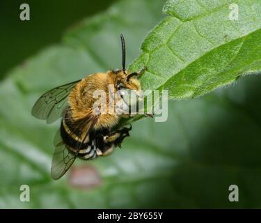 Biene mit blauem Band, die auf einem Blatt ruht. Stockfoto