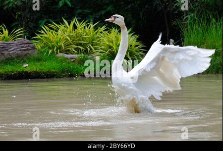 Ein Schwan breitet seine Flügel auf einem Teich aus Stockfoto