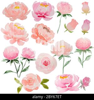 Set von rosa Aquarell Pfingstrosen und Rosen. Zarte Blüten, handgezeichnet, Knospen und blühend. Schöne Blumen für Karten. Stockfoto