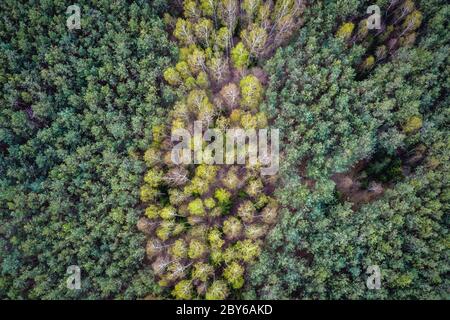 Blick auf einen Wald in der Nähe von Paplin Dorf im Verwaltungsbezirk von Gmina Korytnica, innerhalb WeGrow County, Polen Stockfoto