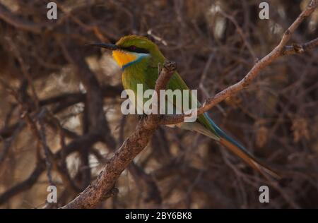 Schwalbenschwanz-Bienenfresser Merops hirundineus 4561 Stockfoto