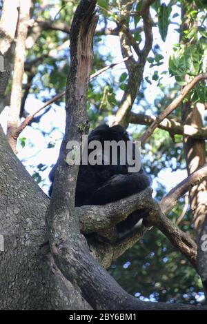 Ein Affe auf einem Baum. In Monkeyland, einem frei wanderndem Primatenschutzgebiet in der Nähe von Plettenberg Bay, Südafrika, Afrika. Stockfoto