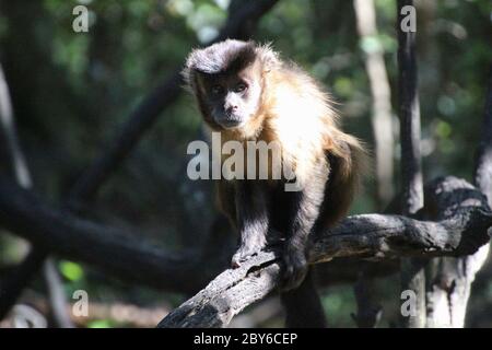 Ein schöner Kapuzenpullover auf einem Baum. In Monkeyland, einem frei umherziehende Primatenschutzgebiet in der Nähe von Plettenberg Bay, Garden Route, Südafrika, Afrika. Stockfoto