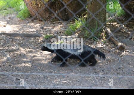 Ein schnell laufender Honigdachs im geräumigen Jukani Wildlife Sanctuary, nahe Plettenberg Bay, Südafrika, Afrika. Stockfoto