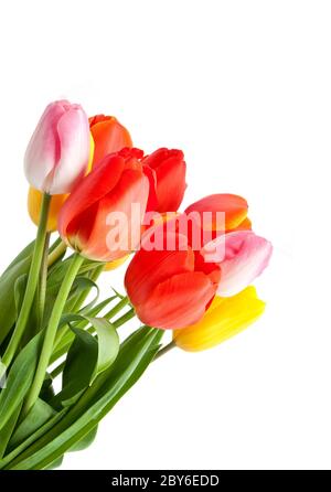 Reihe von Tulpen Stockfoto