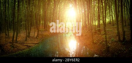 Ruhiger breiter Fluss in einem mystischen Wald. Stockfoto