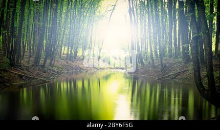 Ruhiger breiter Fluss in einem mystischen Wald. Stockfoto