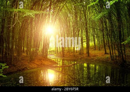 Ruhiger breiter Fluss in einem mystischen Wald. Stockfoto