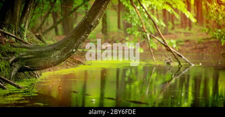 Ruhiger breiter Fluss in einem mystischen Wald. Stockfoto