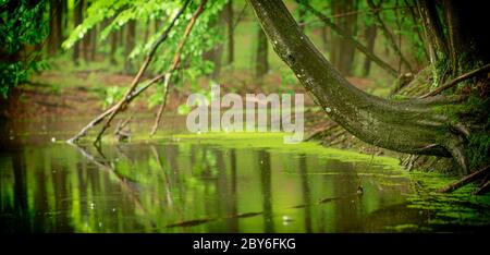 Ruhiger breiter Fluss in einem mystischen Wald. Stockfoto