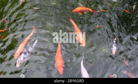 Königskarpfen im Teich. Japanische Koi im Wasser, Blick von oben. Brokat Karpfen im Wasser. Heiliger Fisch. Dekorative domestizierte Fische aus der Amur subspe gezüchtet Stockfoto