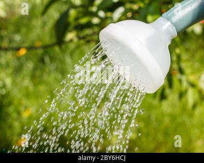 Nahaufnahme Wasser aus einer Kunststoff-Gießkanne auf einer Kulisse eines Gartens. Stockfoto