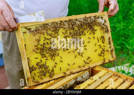 Imker arbeitet mit Bienen, die im Sommer auf dem Bienenstand in der Nähe von Bienenstöcken stehen und an einem sonnigen Tag den Rahmen voller Bienen inspizieren. Stockfoto