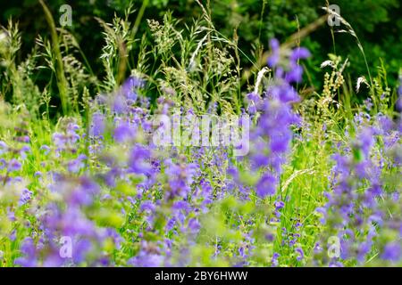 Verschwommene lila Blüten von Salbei, die im Gras mit selektivem Fokus wachsen, Salvia oder Salbei Stockfoto