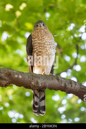 Cooper's Hawk Weibchen jagt von oben im Wald Stockfoto
