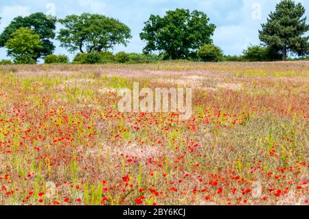 Mohnblumen, die ein Feld in der Landschaft von Norfolk Teppiche. Unproduktive Ackerland nicht mehr in der Landwirtschaft erlaubt natürliche Prozesse zurückzukehren. Stockfoto