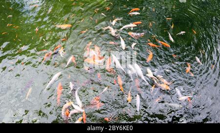 Königskarpfen im Teich. Japanische Koi im Wasser, Blick von oben. Brokat Karpfen im Wasser. Heiliger Fisch. Dekorative domestizierte Fische aus der Amur subspe gezüchtet Stockfoto