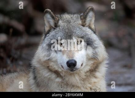 Ein einsamer Timber Wolf oder grauen Wolf Canis lupus Porträt im Winter Schnee in Kanada Stockfoto