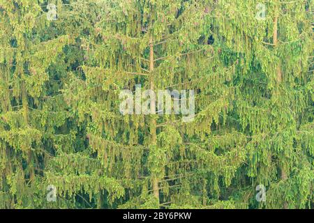 Fichten des Waldes im Sommer morgens Zeit. Stockfoto