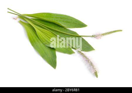 Plantago media, bekannt als der Hufwegerich. Isoliert auf weißem Hintergrund Stockfoto