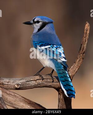 Blue Jay - Cyanocitta cristata thront im Winter auf einem Zweig Stockfoto