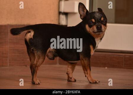 Ein kleiner chihuahua Hund sitzt auf der Straße an einem Eingang. Hund zu Hause Stockfoto