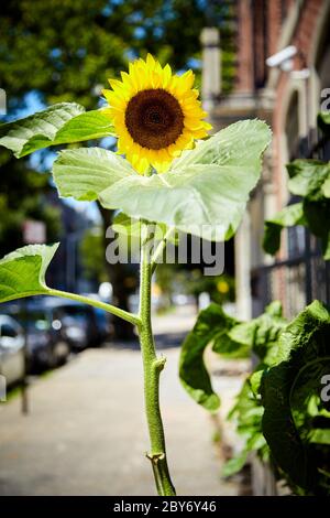 Sonnenblume auf dem Bürgersteig an einem sonnigen Tag Stockfoto