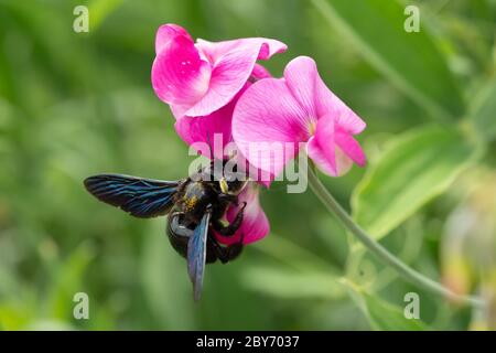 Nahaufnahme eines blauen Insekts auf rosa Blume Stockfoto